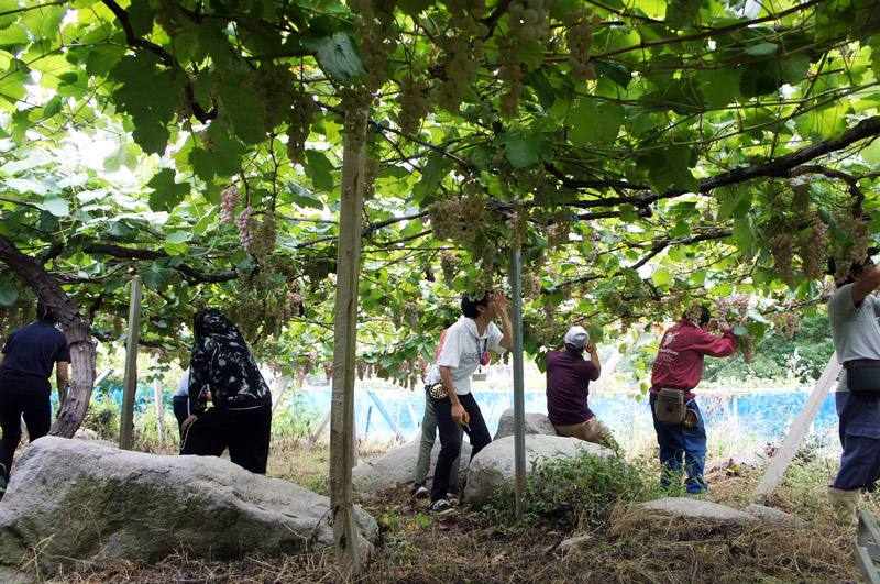 農福連携活動記録写真