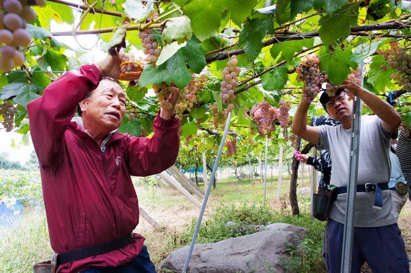 農福連携活動収穫写真